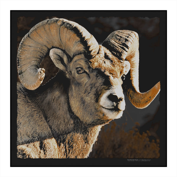Wild Bighorn Sheep Bandana