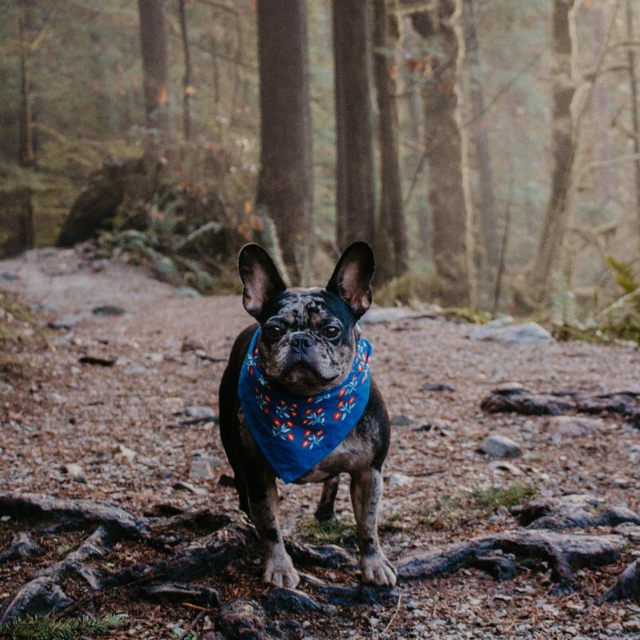 Juliet Bandana - Wander Together Outfitters