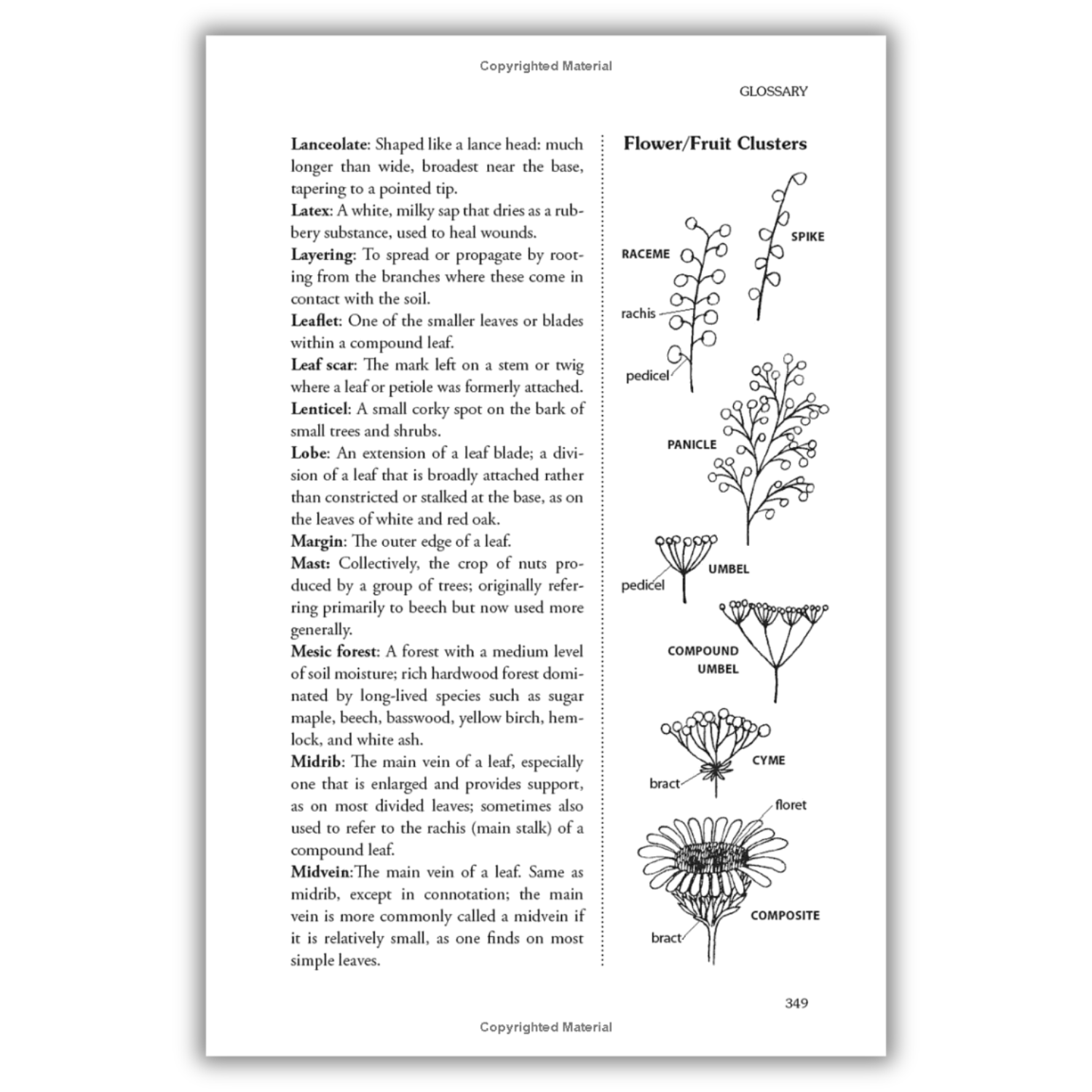 The Forager's Harvest: A Guide to Identifying, Harvesting, and Preparing Edible Wild Plants (Spiral Bound) - Wander Together Outfitters