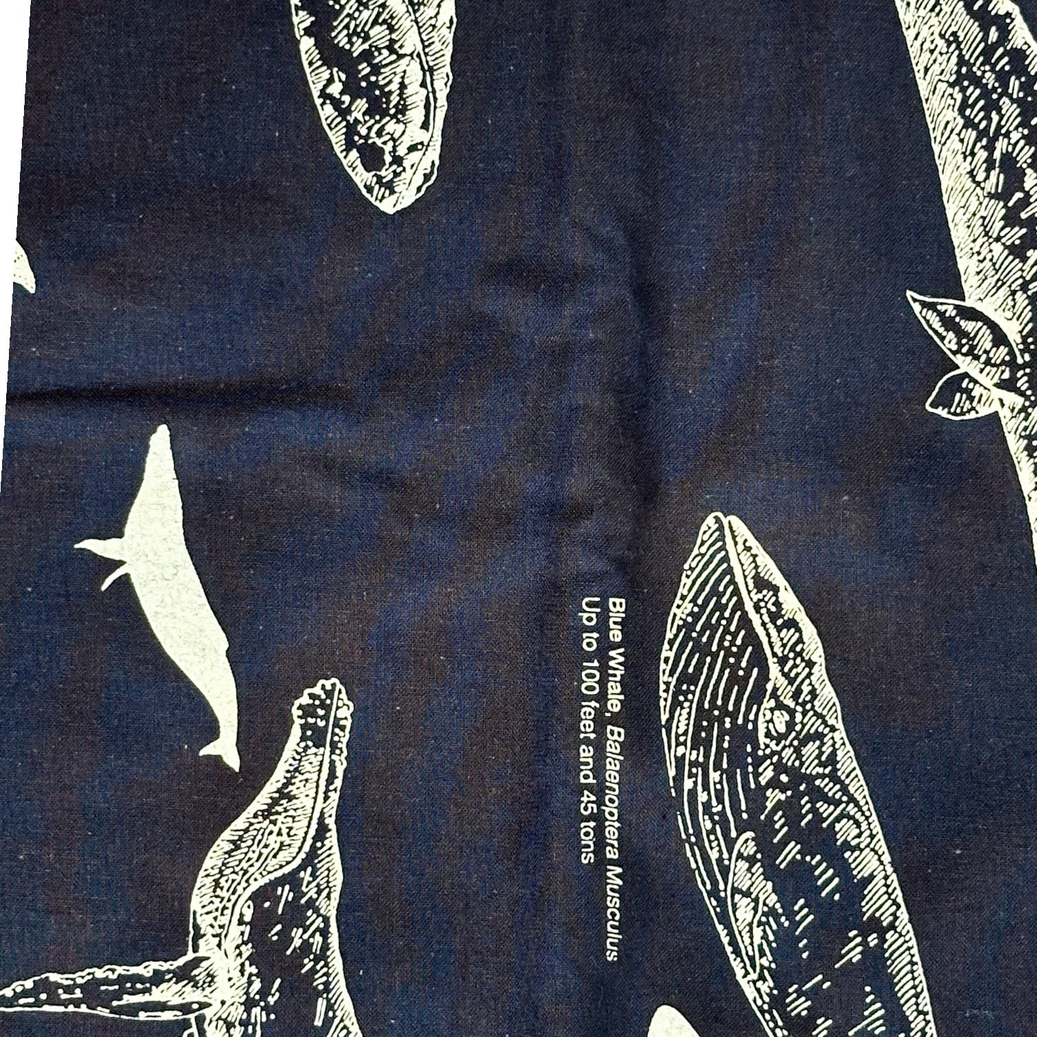 Whales Bandana - Wander Together Outfitters