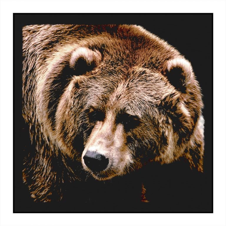 Wild Bear Bandana - Wander Together Outfitters