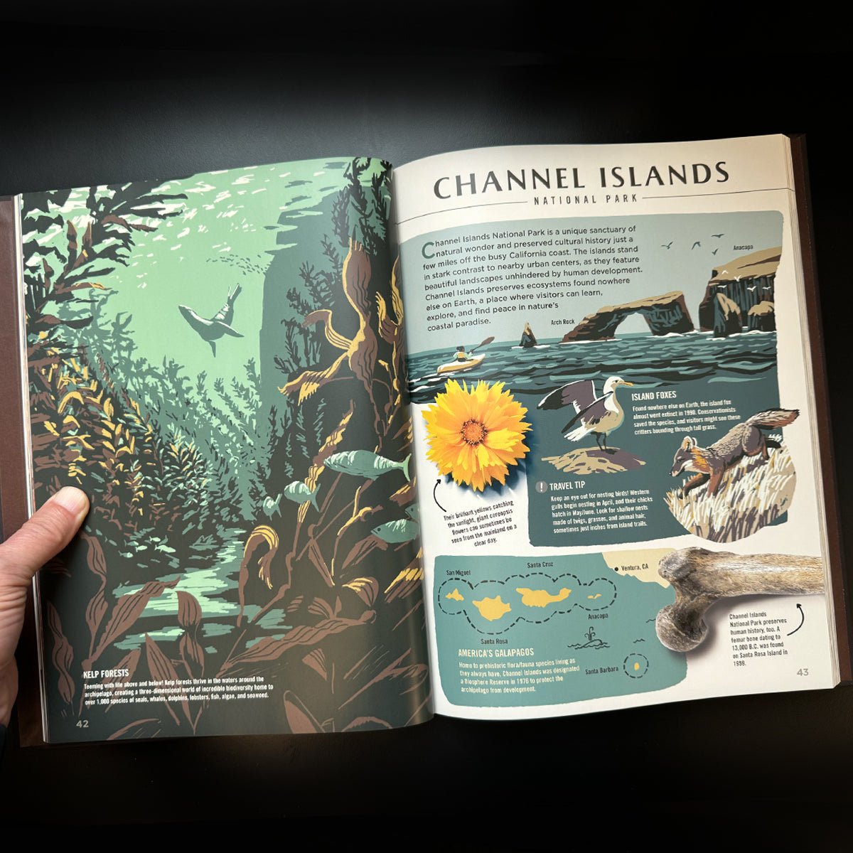 Wilderness & Wonder: An Illustrated Guide to the National Parks Hard Cover Book - Wander Together Outfitters