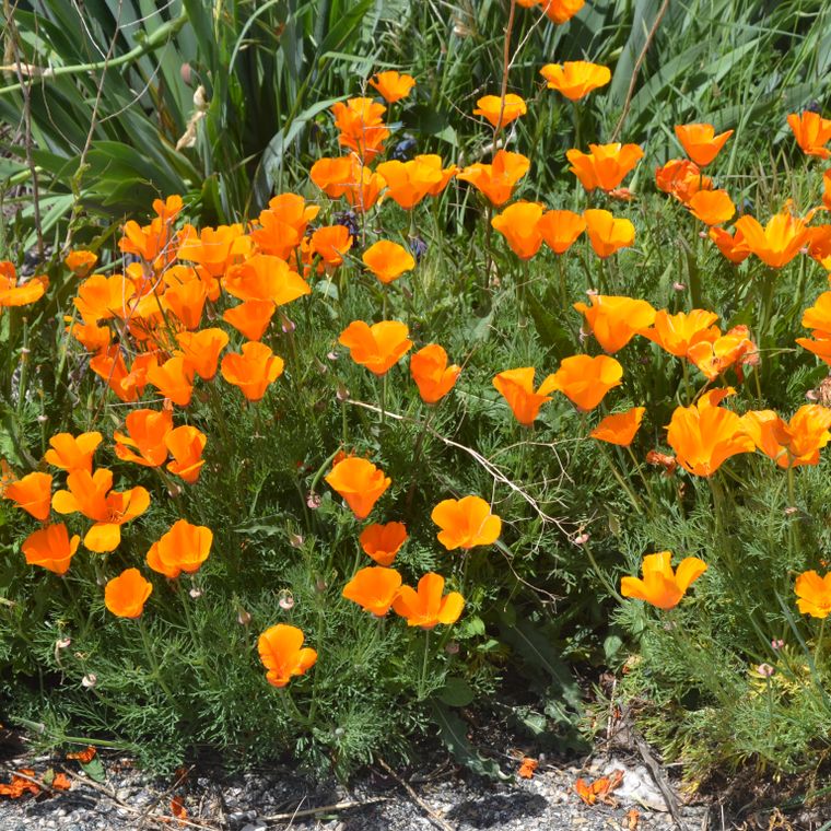 California Poppy | Flower Seed Grow Kit - Wander Together Outfitters