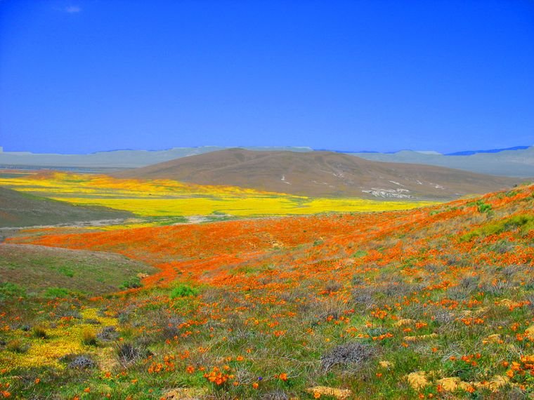 California Poppy | Flower Seed Grow Kit - Wander Together Outfitters