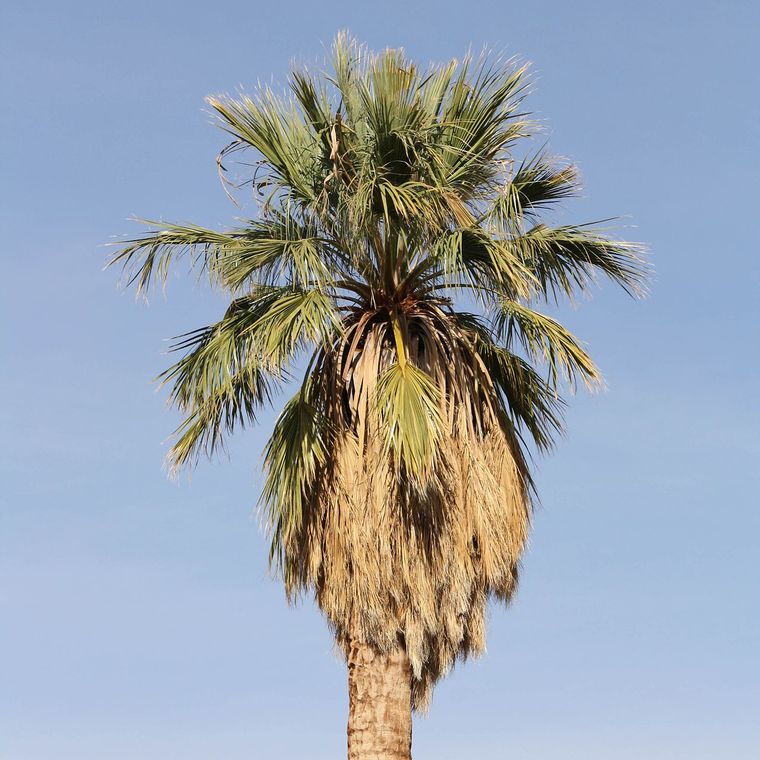 Palm Tree | California Fan Palm | Seed Grow Kit - Wander Together Outfitters