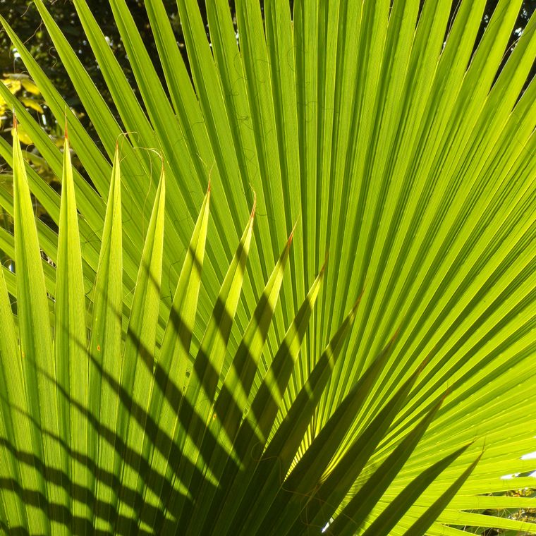 Palm Tree | California Fan Palm | Seed Grow Kit - Wander Together Outfitters
