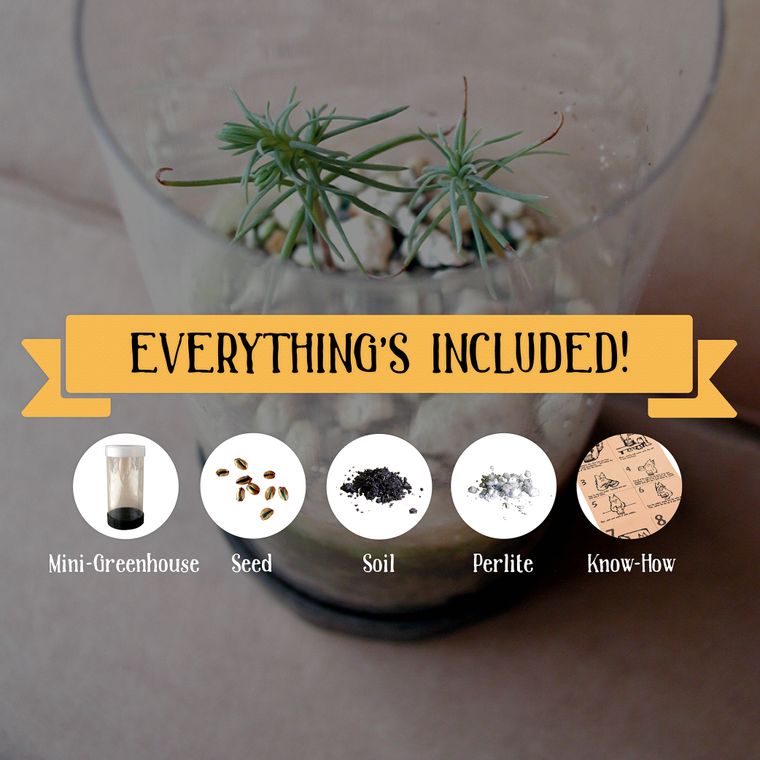 Palm Tree | California Fan Palm | Seed Grow Kit - Wander Together Outfitters
