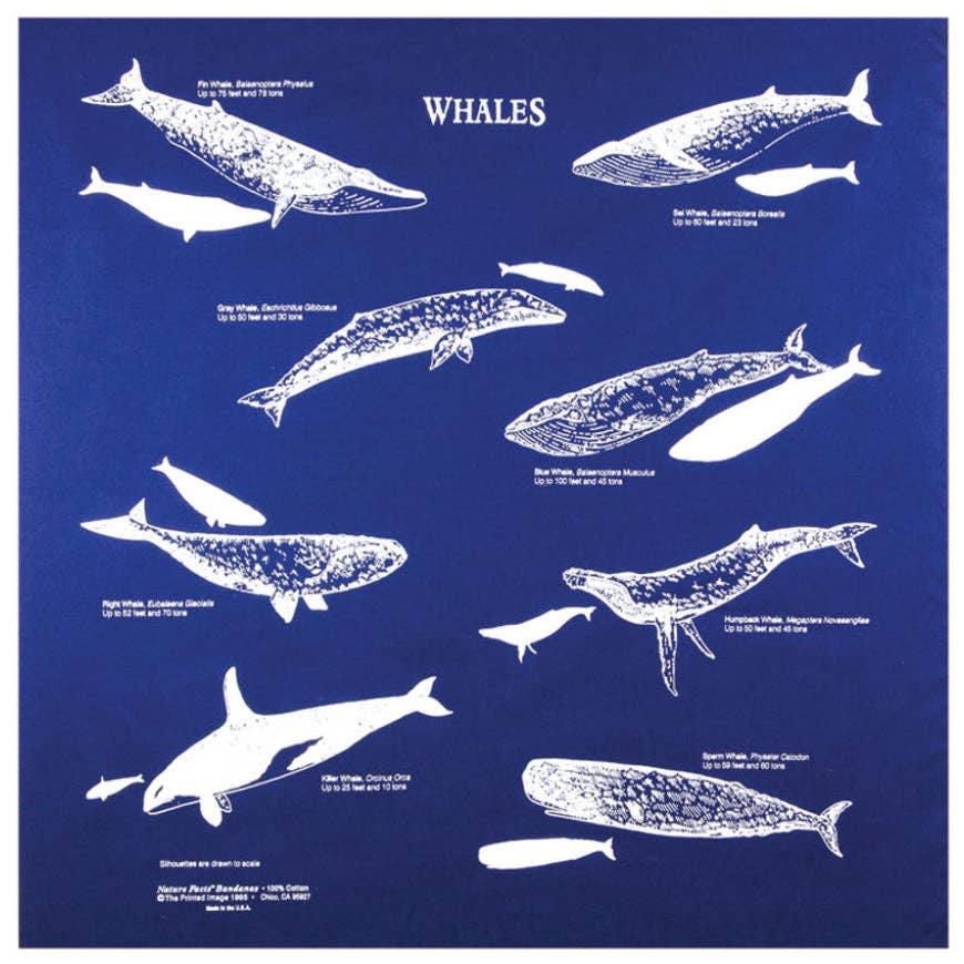 Whales Bandana - Wander Together Outfitters